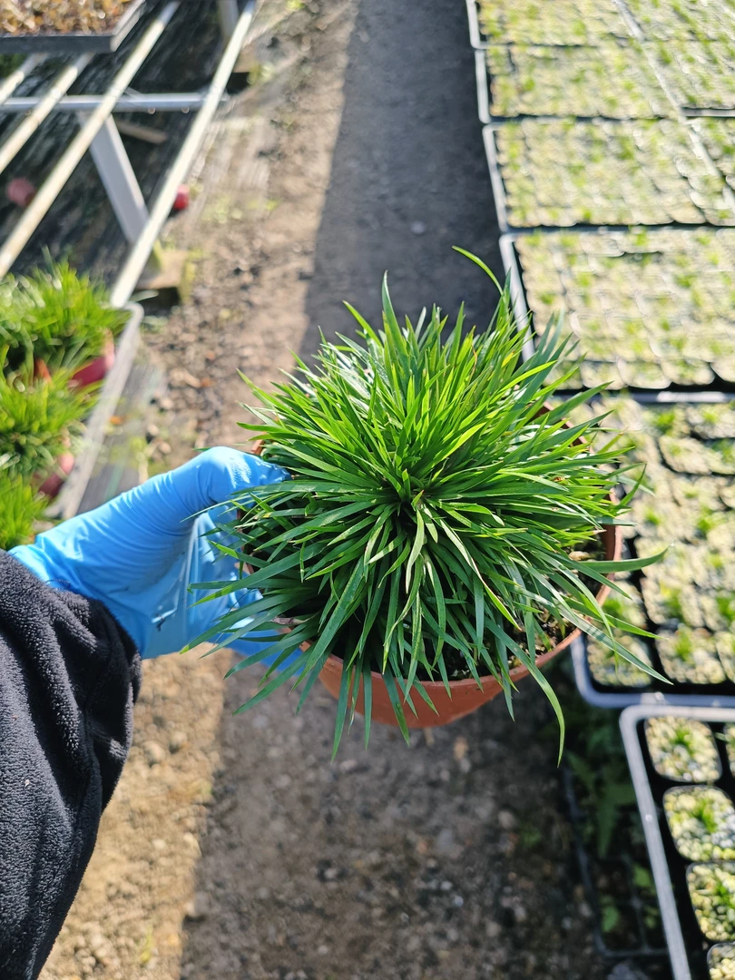 文人草室内盆栽菖蒲金钱老桩