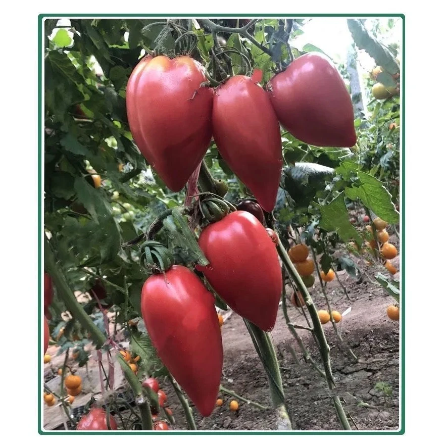 甜芒果蜜番茄种子春秋季播水果蔬菜籽盆栽果味沙瓤老西红柿种子