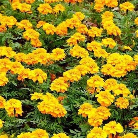 孔雀草种子四季花种籽子孔雀草花种子阳台盆栽庭院花种