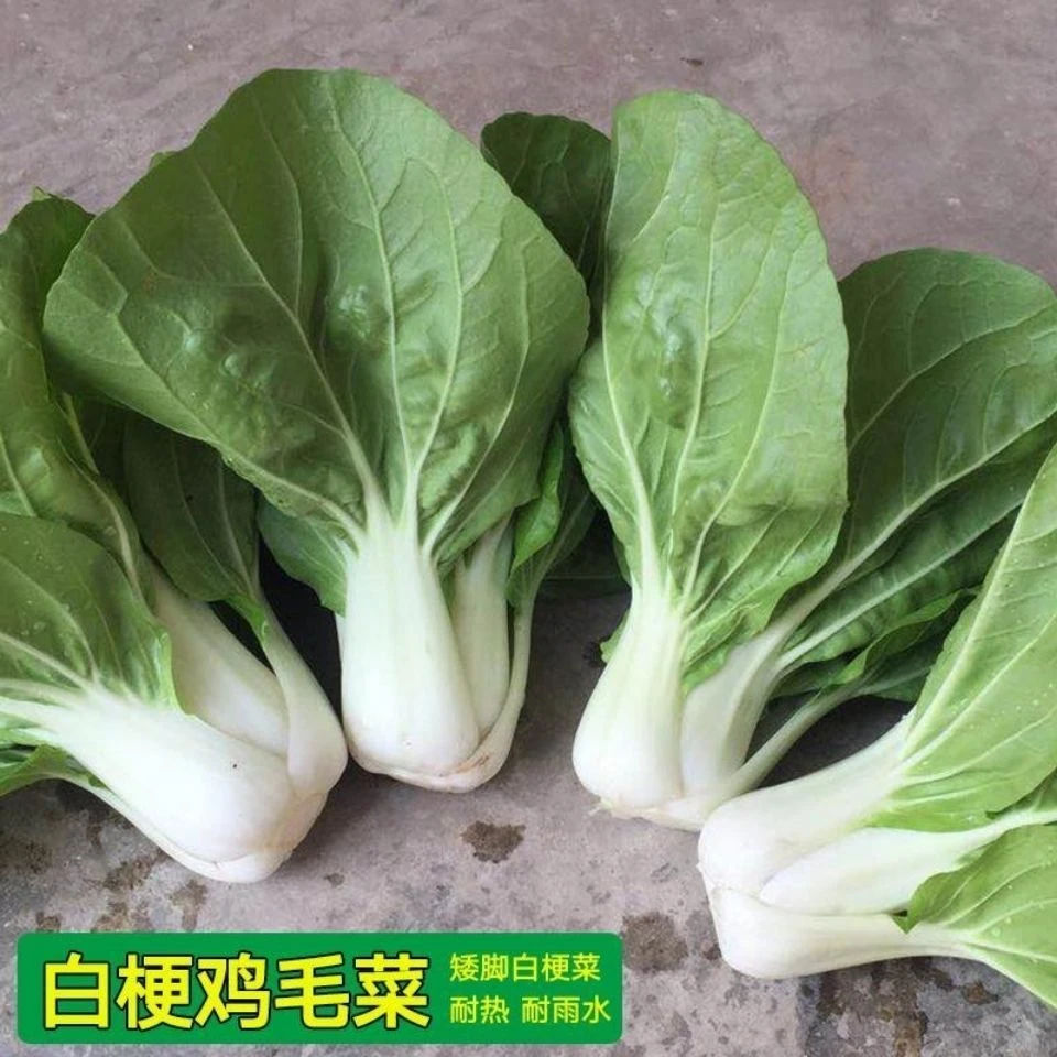 新白雪矮脚白快青菜种籽奶油小白菜鸡毛菜耐热四季盆栽春季夏秋冬