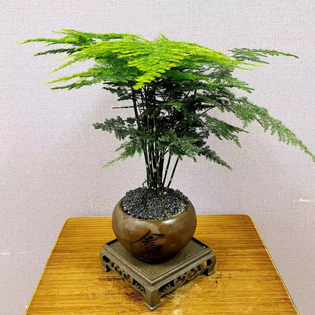 【舍得】文竹盆栽植物室内绿化四季迷你办公室绿植美观组合