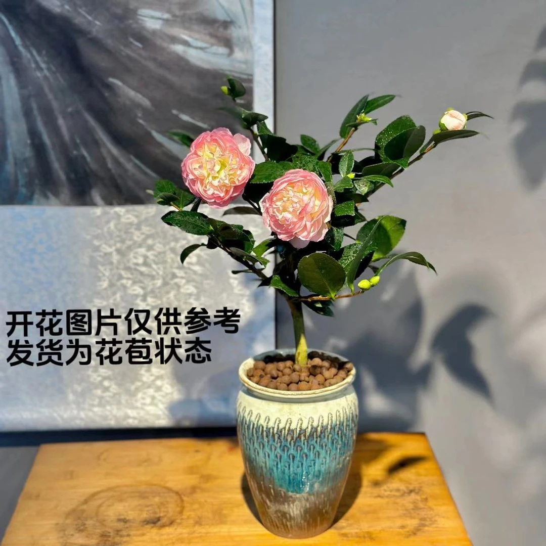 带花苞香妃茶花开花不断四季花卉绿植庭院