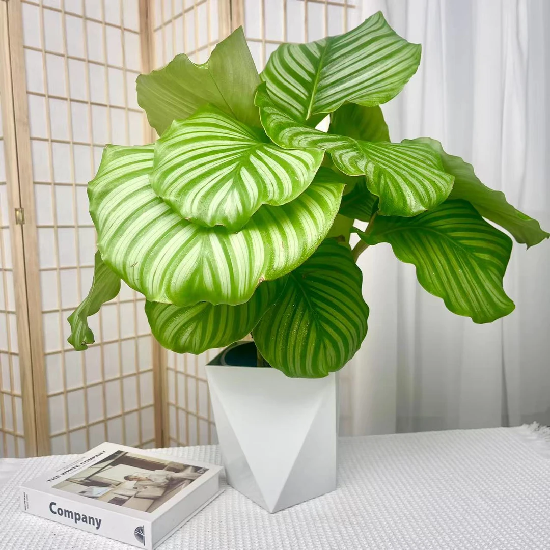 青苹果竹芋叶片四季常青客厅卧室好养绿植植物前台美观