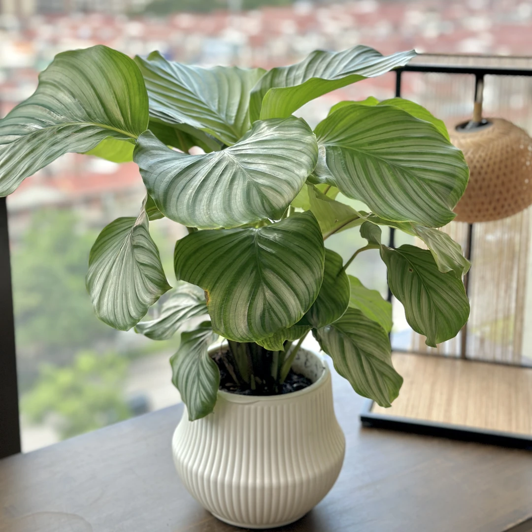 【去甲醛】青苹果竹芋叶片四季常青客厅卧室好养绿植植物前台美观