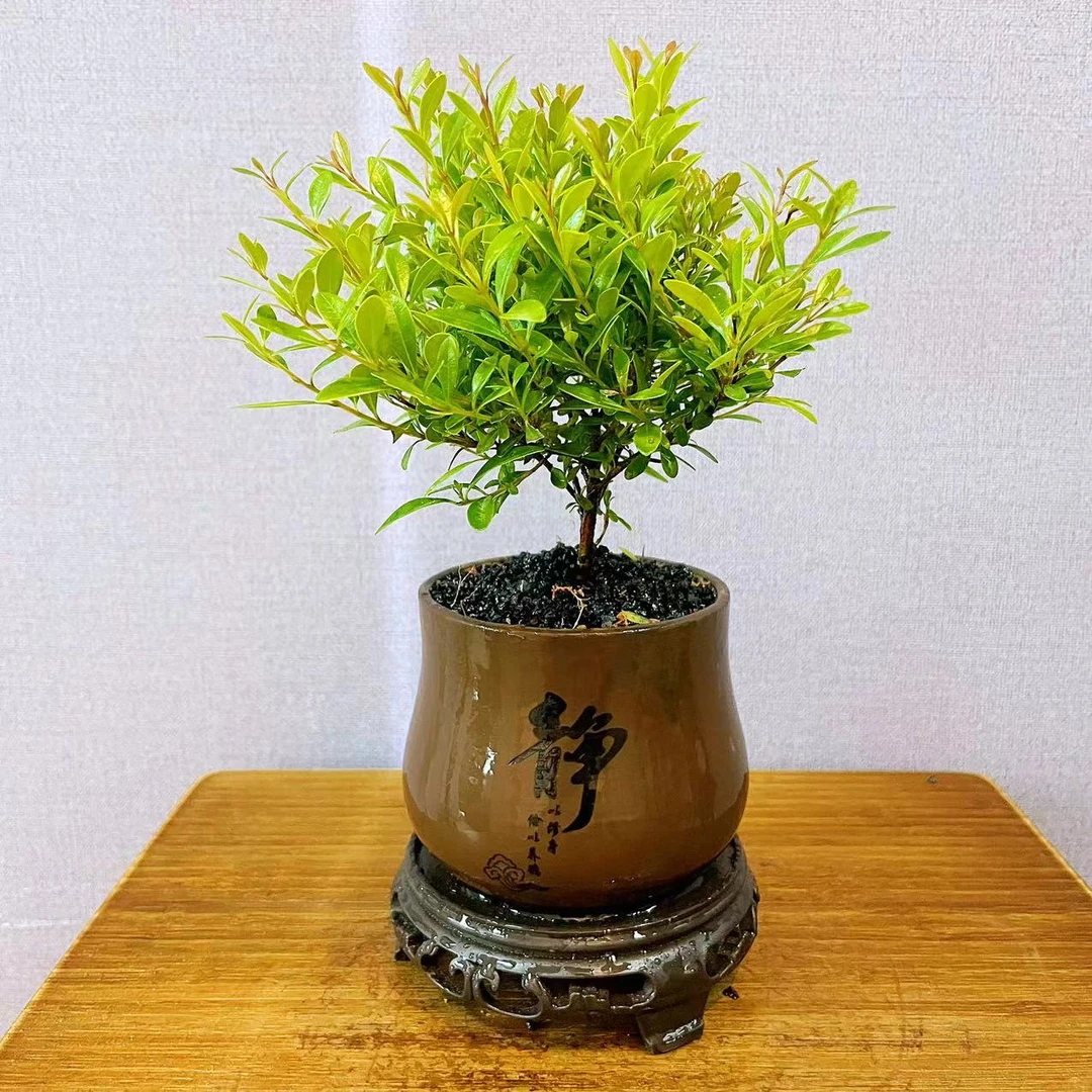 小叶赤楠老桩盆景苗植物花卉微景观水培办公室内好养四季常青盆栽