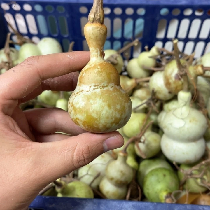 青皮不退不换 不包成