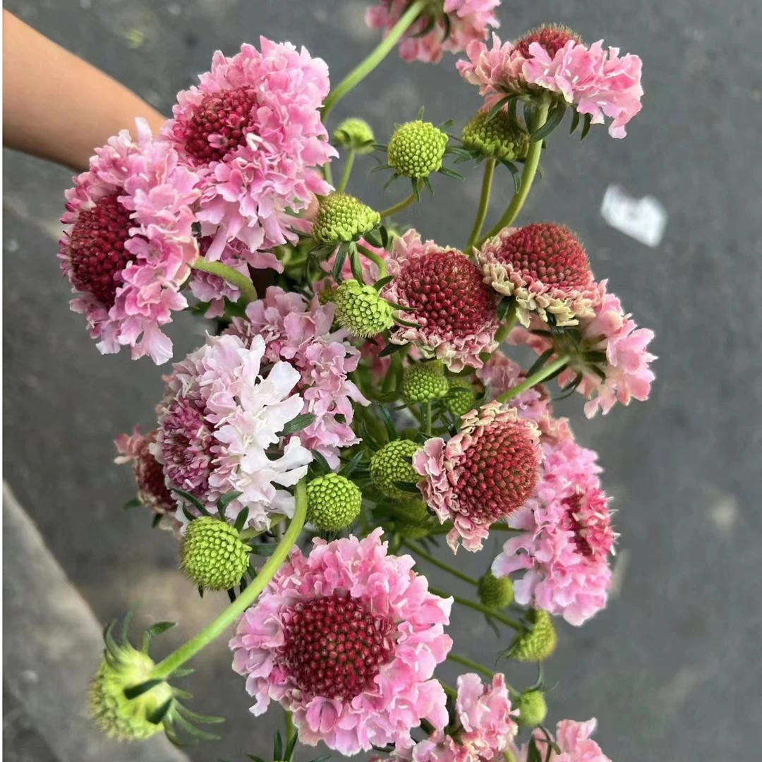 云南新鲜新品松虫草真花【全场任意满两件包邮】室内插花花束用花