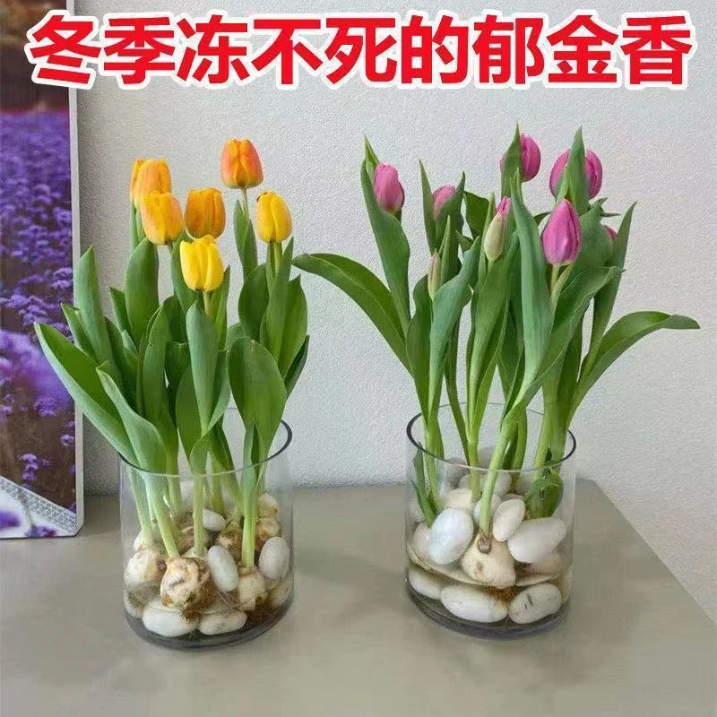 新疆包邮—5颗装郁金香种球土培水培耐寒多年生庭院水培盆栽