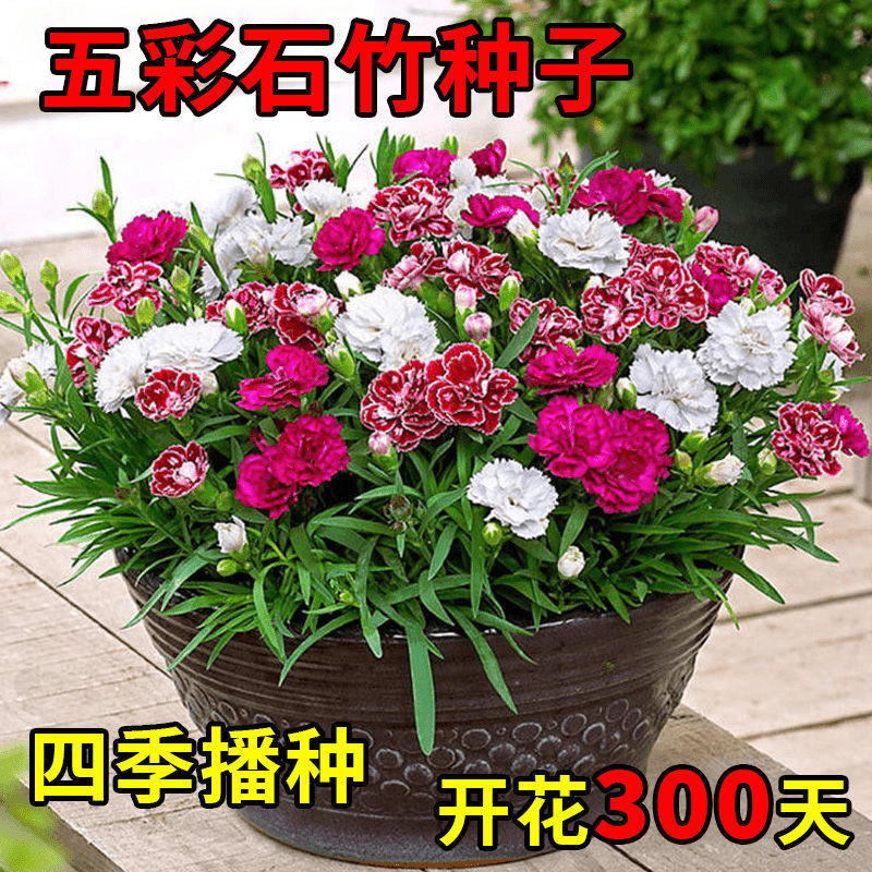 新疆包邮—五彩石竹种子耐寒易种四季开花多年生盆栽种子室内外