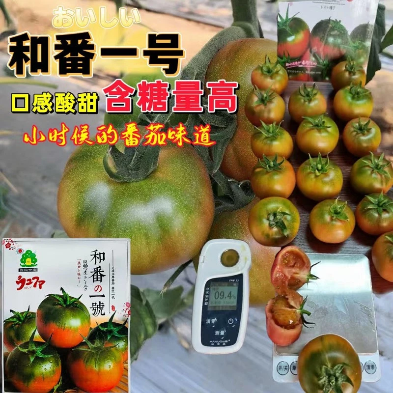和番一号番茄种子抗病高产含糖量高绿肩甜酸沙瓤多汁无限生长型