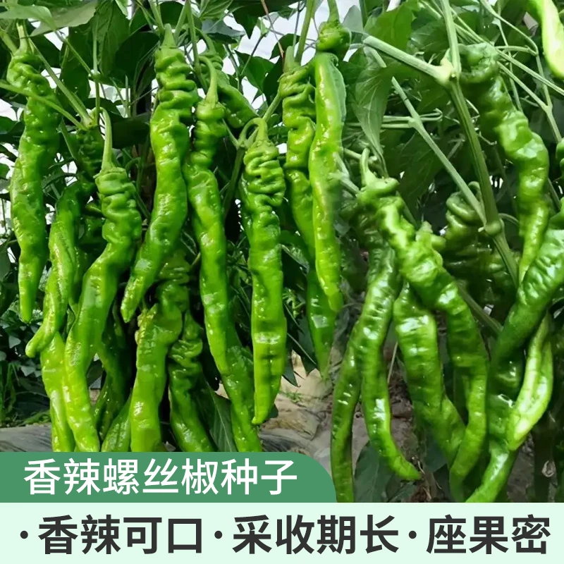 螺丝椒种子蔬菜种子辣椒种子杂交高产香辣特大螺丝椒种子简单四季