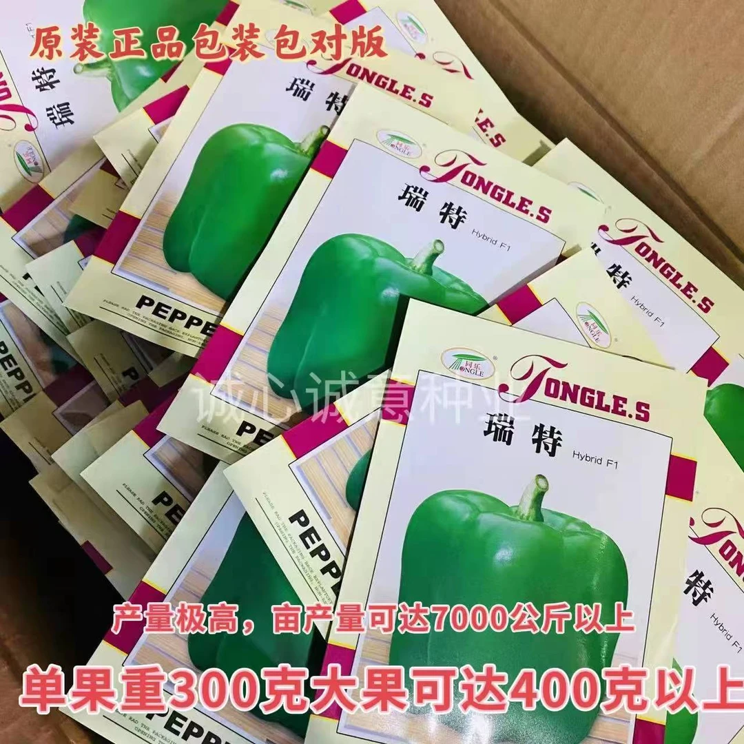 瑞特杂交甜椒种子果实绿色方灯笼形坐果能力强产量高春秋保护地种