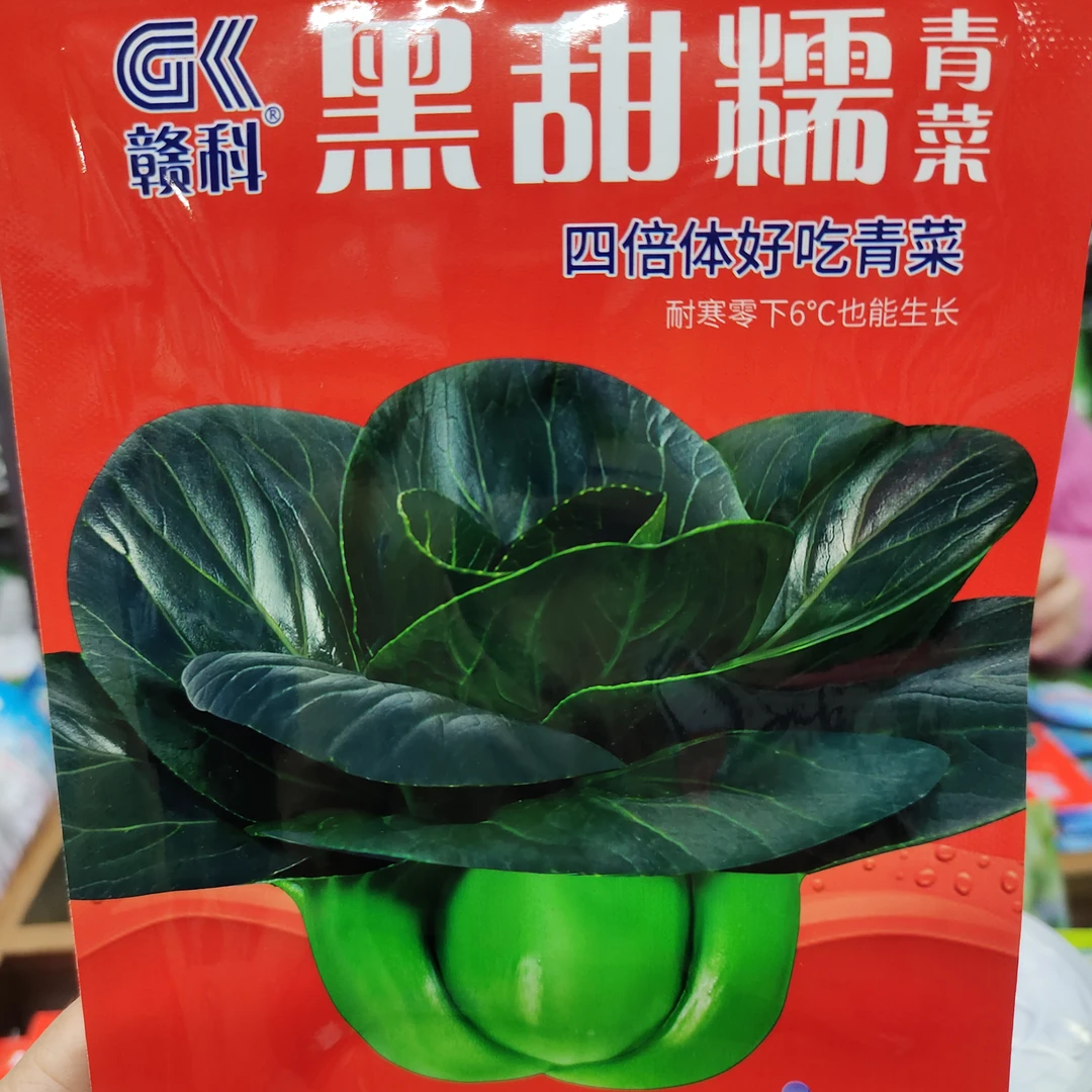 黑甜糯耐寒抗病青菜种子四倍体好吃青菜种子种植品质适应连续收获