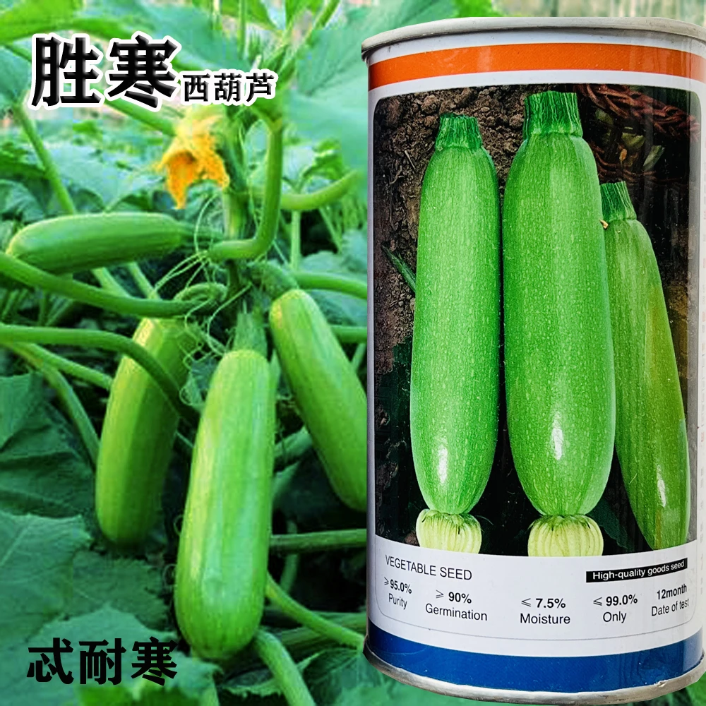 西葫芦种子角瓜种籽茭瓜抗病毒耐寒油亮翠绿高产南方北方种植季节