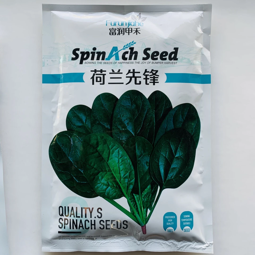圆禧菠菜种子种籽300g新鲜适应性强生长快半直立口感好圆叶耐寒