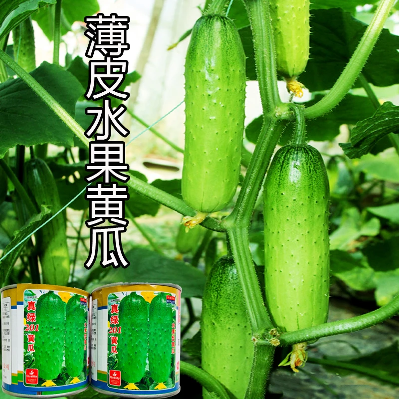 高产旱黄瓜种子苗籽种青瓜四季水果秧蔬菜种籽孑秋小秧苗满地爬
