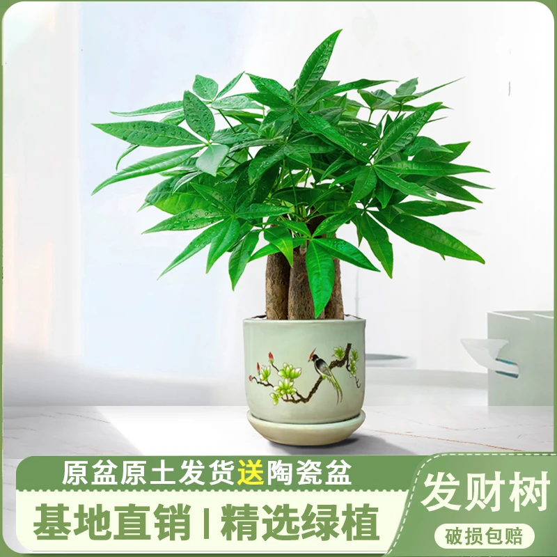 发财树盆栽室内花卉小盆景办公室绿色植物客厅招财金钱树盆栽绿植