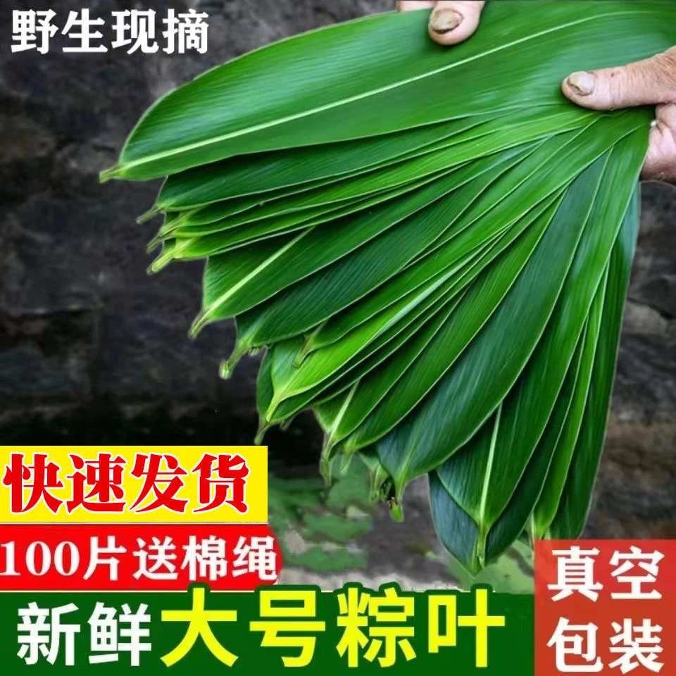 粽叶新鲜大号粽子叶包粽子专用叶箬叶真空包装100片300g坏叶包赔