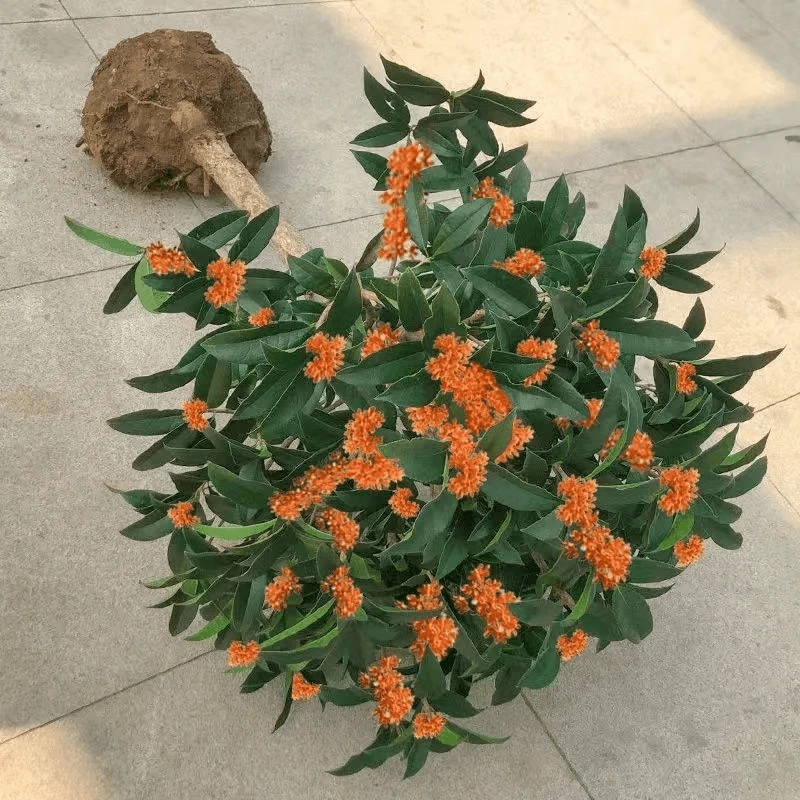 四季桂花树苗浓香型桂花盆栽金桂花苗好养花卉室内外庭院阳台绿植