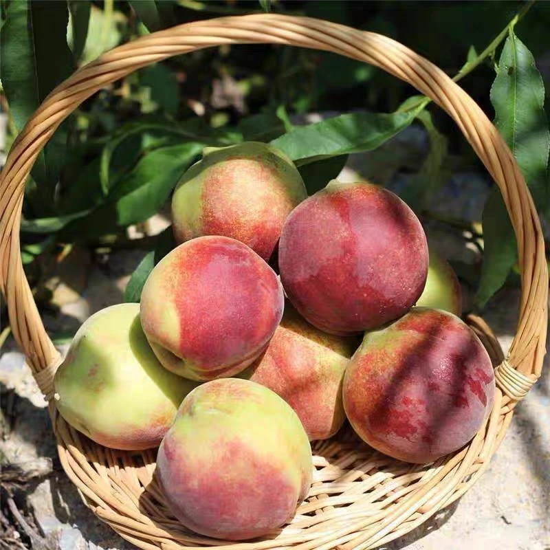 【正宗青州蜜桃】产地直发清脆香甜脆嫩两吃净重4.5斤正宗冬桃