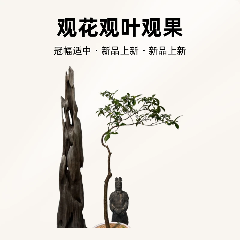 半日闲海岛栀子花