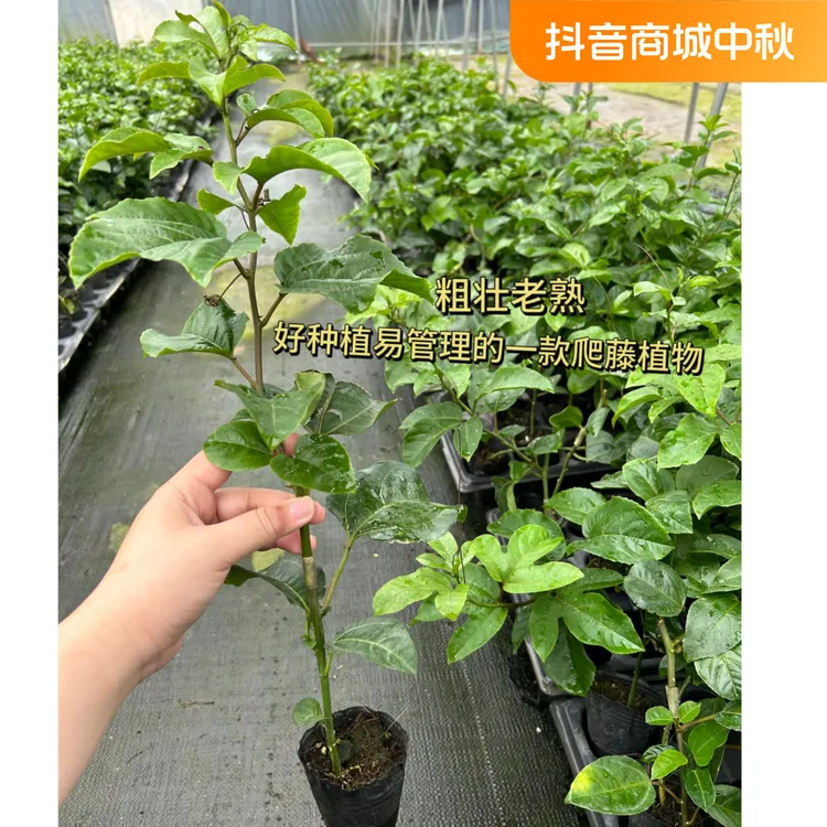 超大超甜黄金百香果嫁接 花园植物