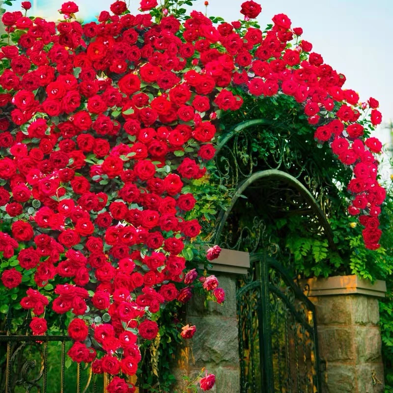 小女孩爬藤植物花卉盆栽阳台玫瑰爬墙四季