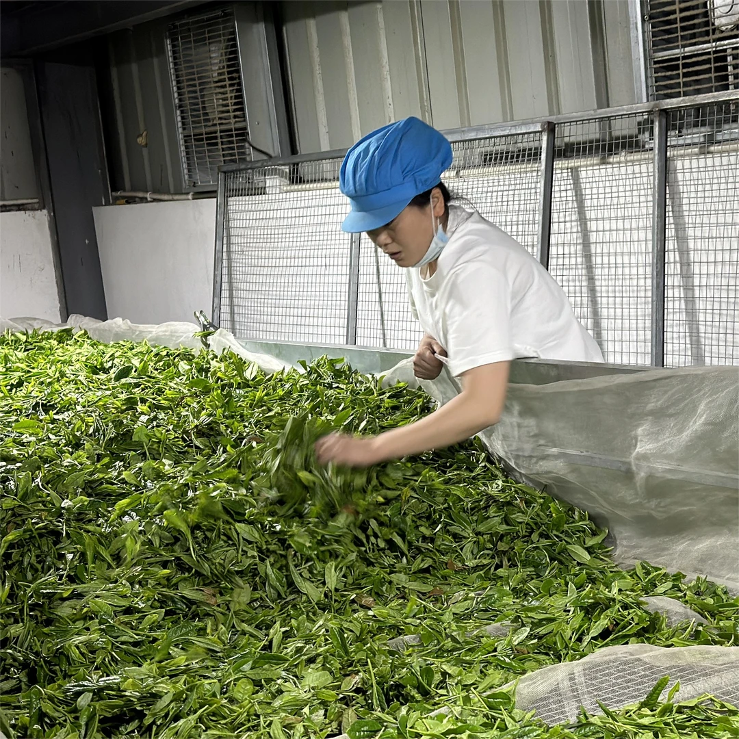 【管阳镇·思路和】小星星2024年一级寿眉小饼干250g