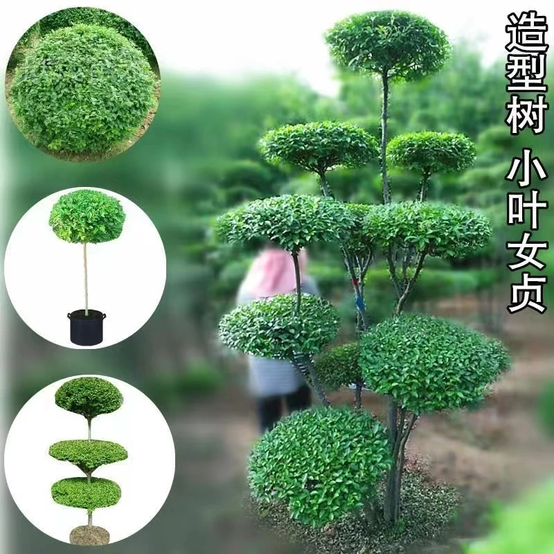 庭院小叶造型树球形庭院别墅绿化造景四季常青不落叶造型树
