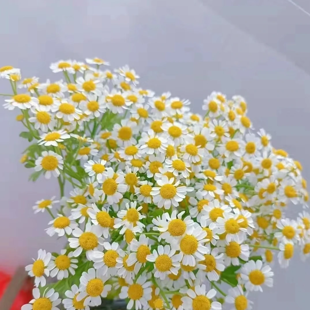 鲜花 洋甘菊1扎 任意两单发货