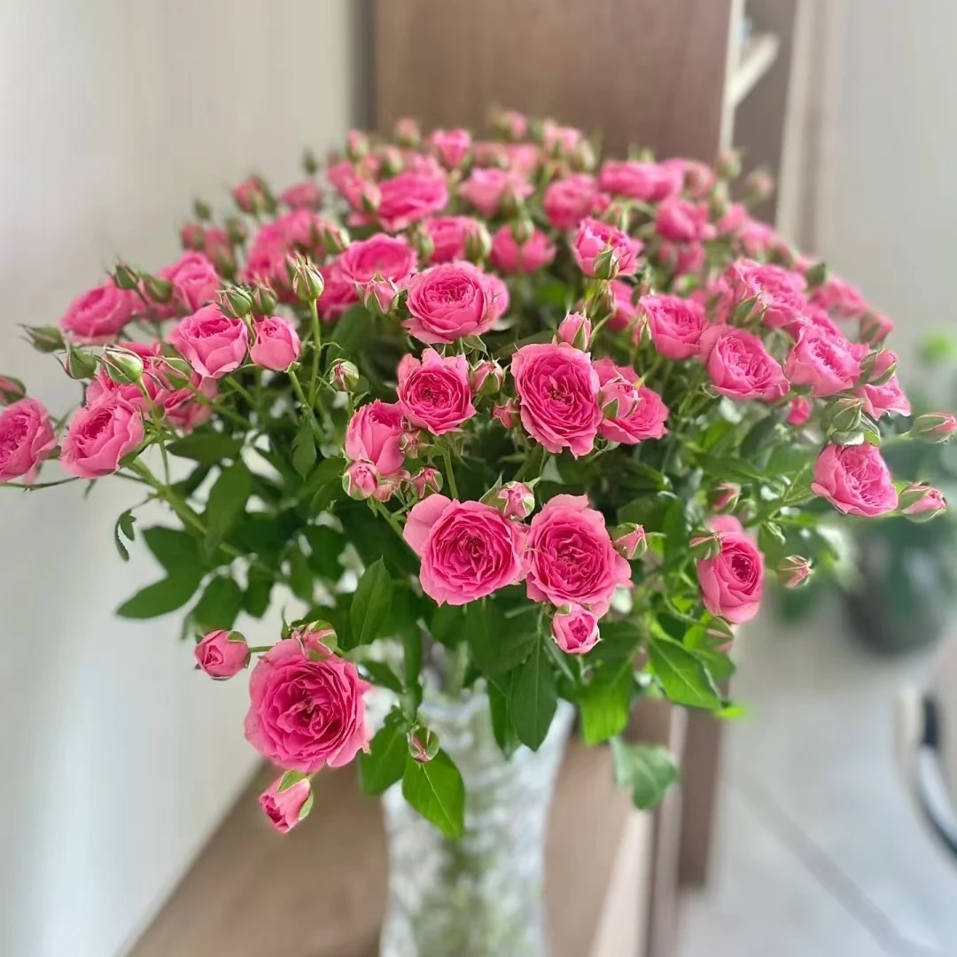 鲜花 多头玫瑰  苏菲宝贝10支  （2支不售后）