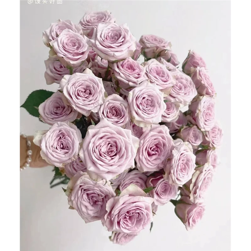 鲜花 多头莱拉10支 任意两单发货 （2支不售后）