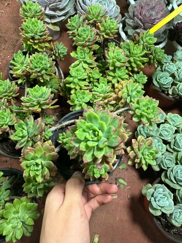 【马裤斯】阳台办公室庭院老桩盆栽多肉植物