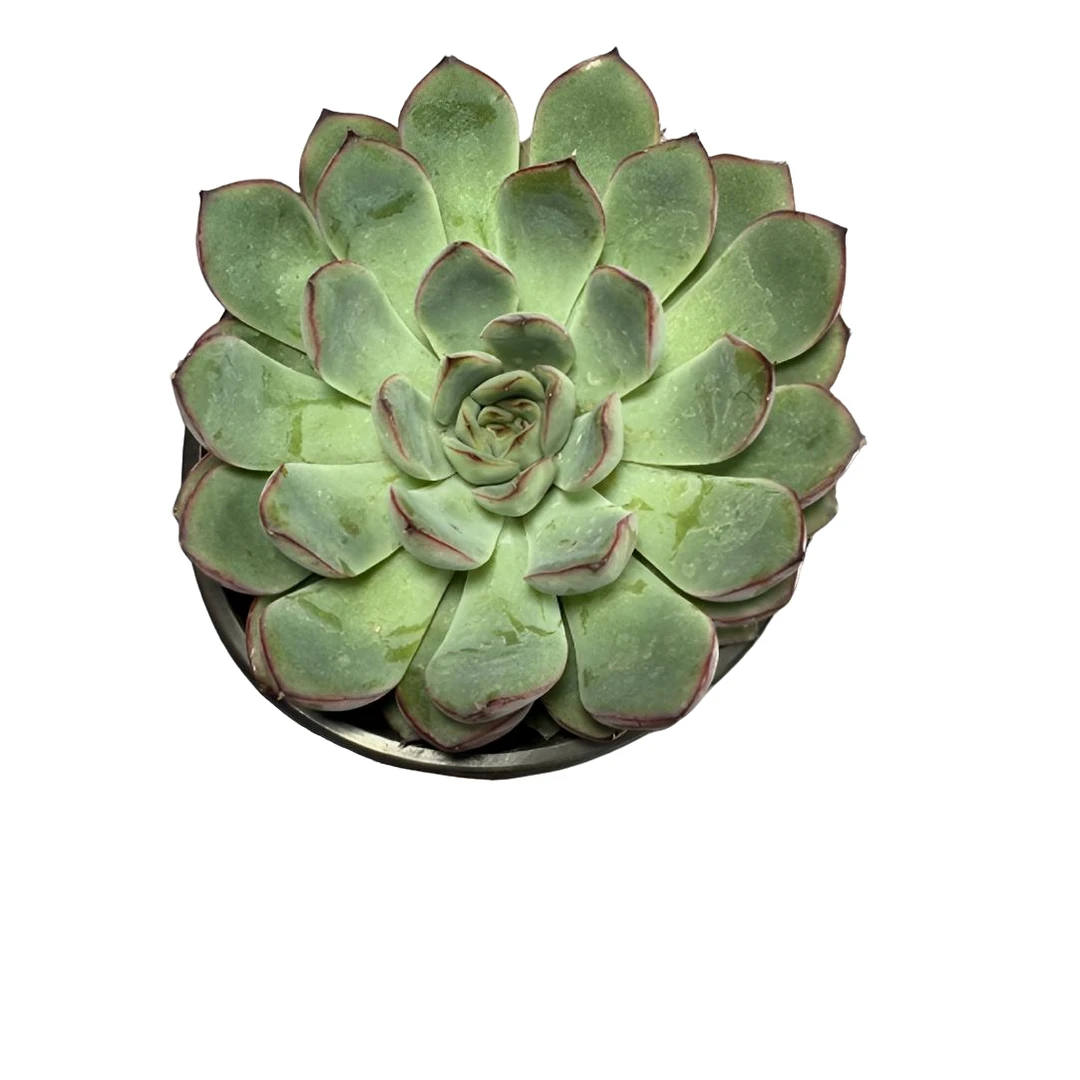 【武仙座】阳台办公室庭院老桩盆栽多肉植物