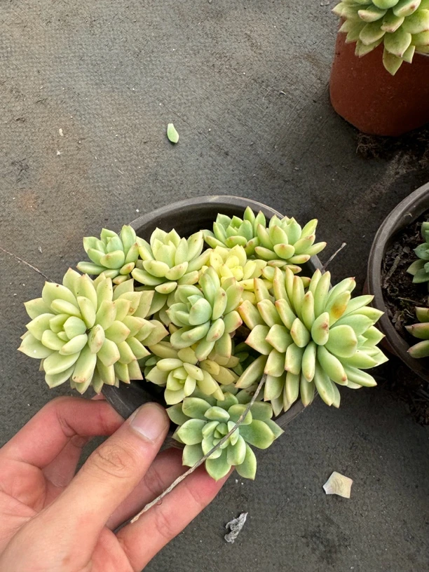 【马库斯锦】阳台办公室庭院老桩盆栽多肉植物