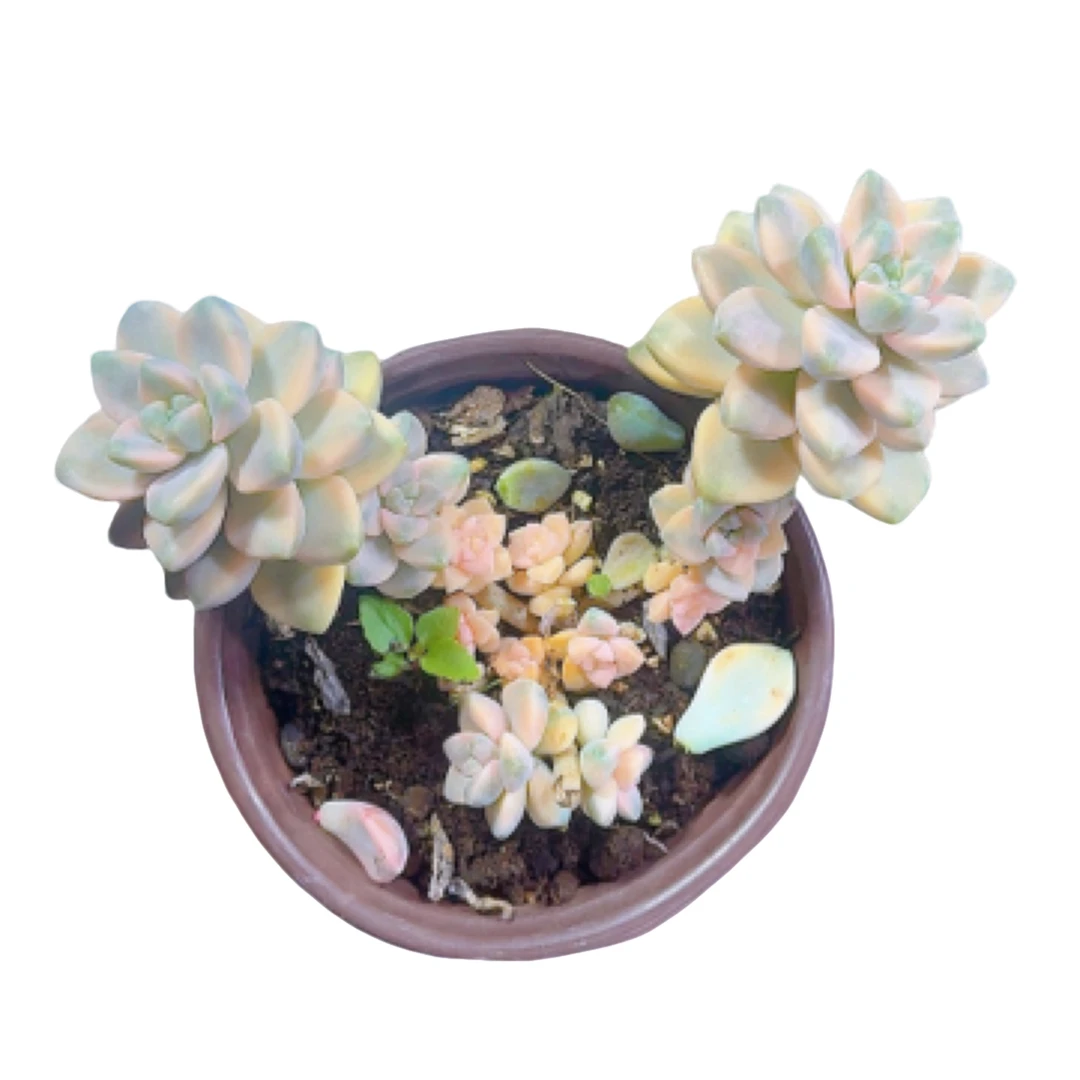 【美星锦 满9.99包邮】阳台办公室庭院老桩盆栽多肉植物