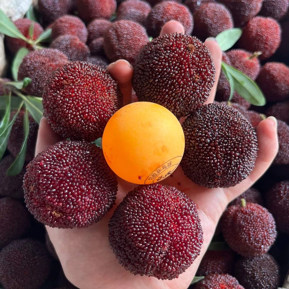 【顺丰】浙江高山东魁精品现摘真空新鲜冷链礼盒装