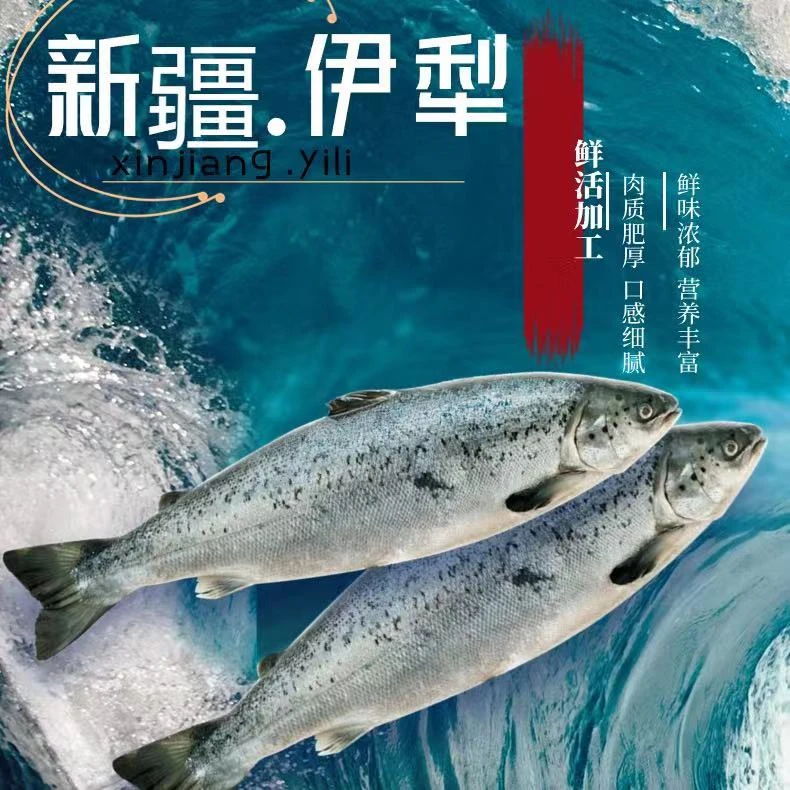 【顺丰包邮】新疆三文鱼整条4斤-6斤/国产三文鱼刺身生鱼活水虹鳟鱼