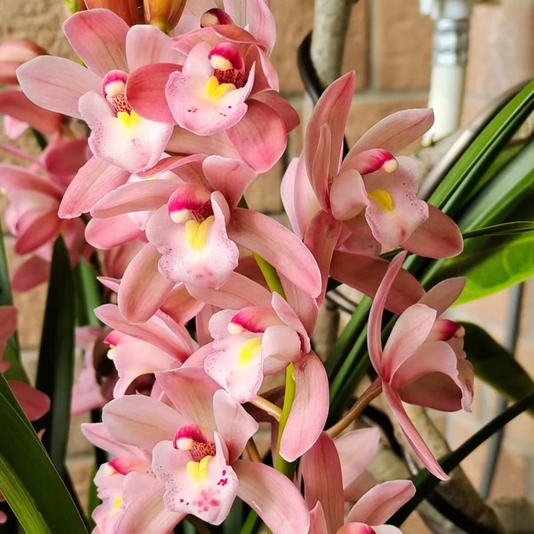 【樱花】清香型大花惠兰年宵花室内好养盆栽带花苞