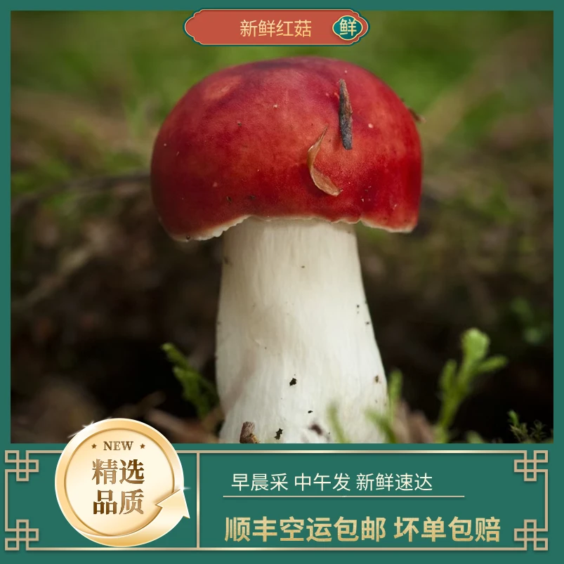云南红菇 新鲜天然野生菌 煲汤食用红菇 500g-1000g 顺丰冷链包邮