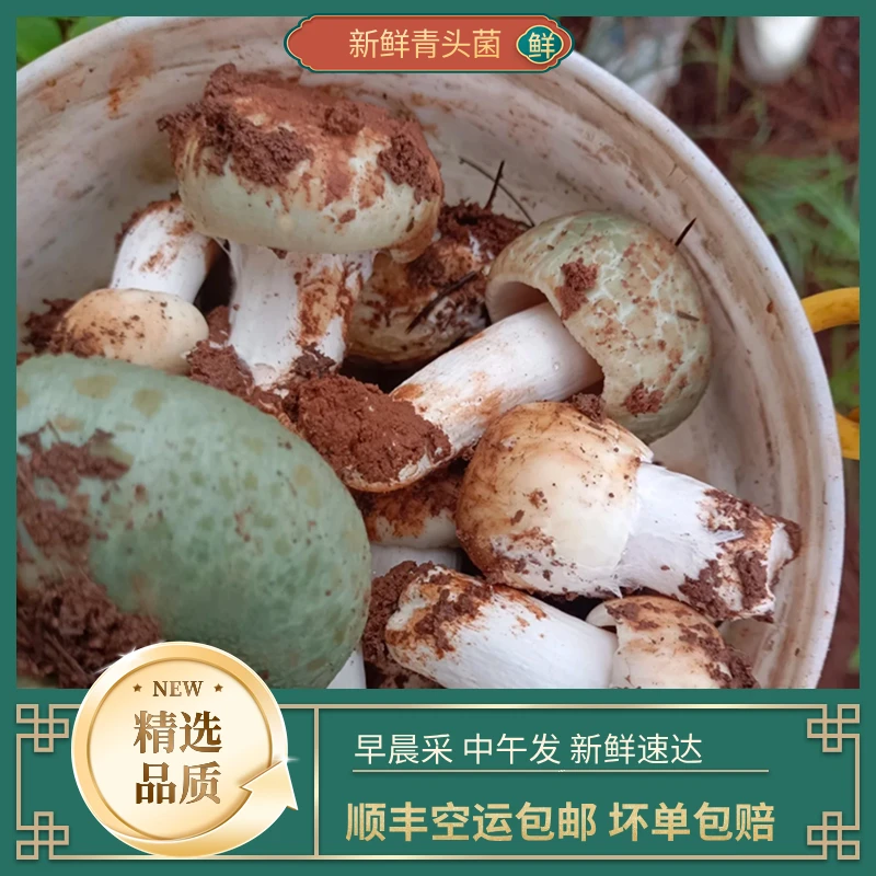 云南野生菌 新鲜自然野生青头菌500g-1000g 顺丰冷链空运包邮切片