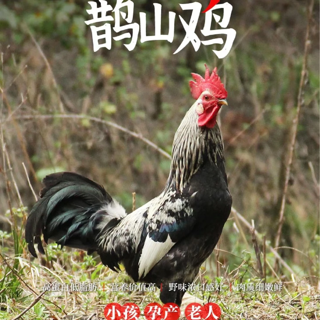 柴山鸡生态跑山鸡