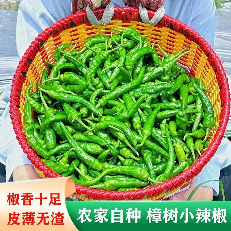 正宗樟树原种辣椒翠绿小青椒新鲜产地采摘清香软香嫩樟树港辣椒