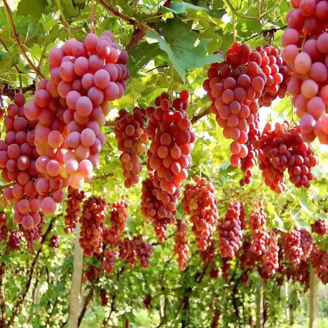 【基地直发】葡萄树苖巨峰夏黑蓝宝石阳光玫瑰红提南北方种植果苗