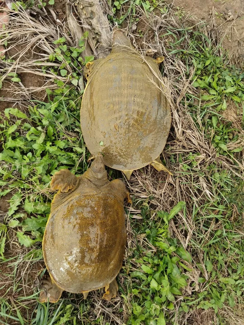 2号活甲鱼  2斤以上（现场称重）河南潢川众腾包邮外塘生态养殖