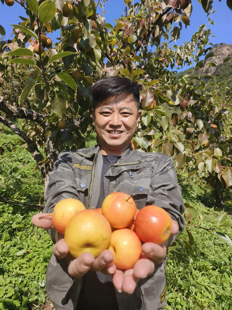 【通明山亮哥】南果梨家庭装2500g/盒