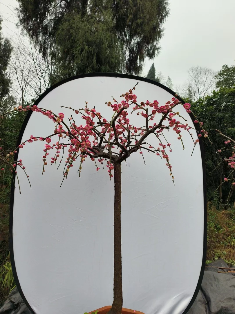 200垂枝梅花老三梅园