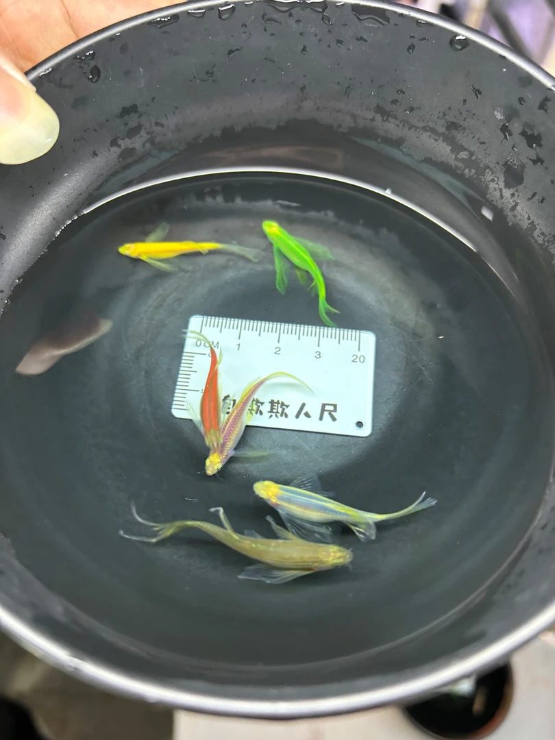 4-5cm6条48.8元蝶翼斑马混色小型热带观赏桌面冷水耐养迷你新手入