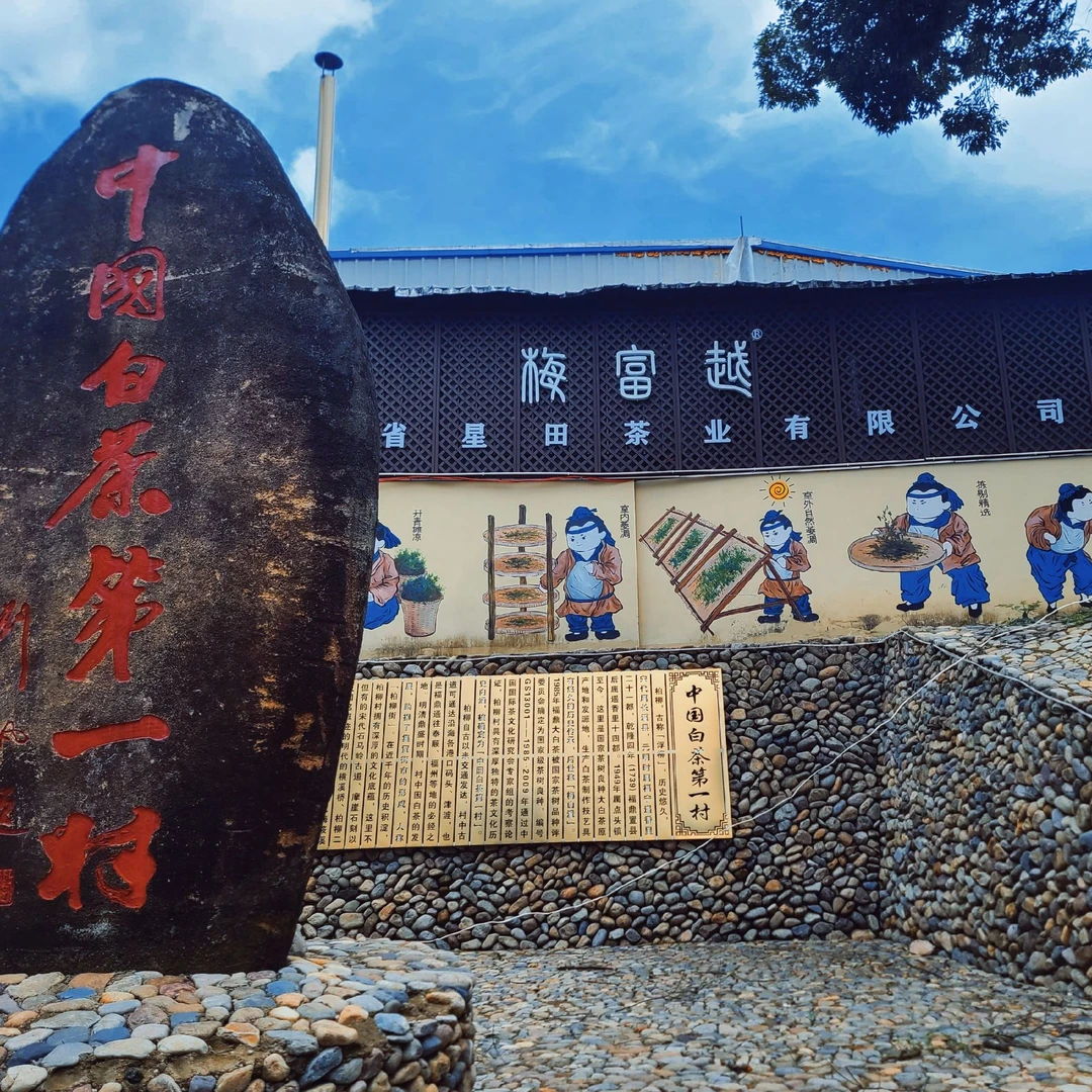 【周四会员福利】2023白毫银针 福鼎白茶