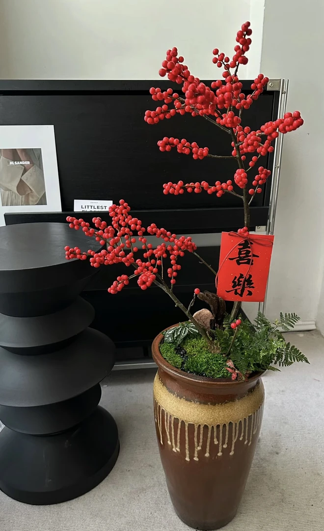 《观赏北美冬青》昆明基地红果发财果室内阳台家具高端花材盆栽